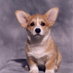 This is Wyndie, my first corgi, always in my heart, she is now with me in spirit.